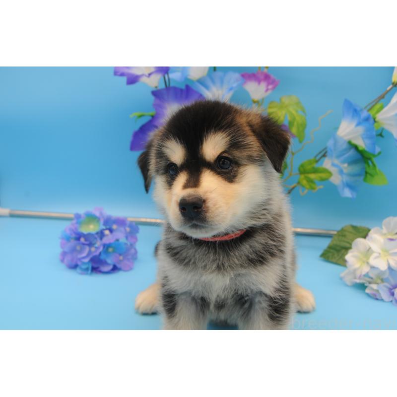 販売中の岡山県のミックス犬-399891の6枚目